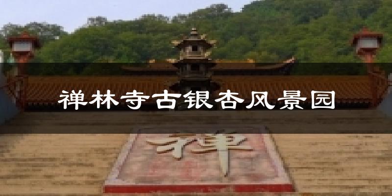 禅林寺古银杏风景园今日天气