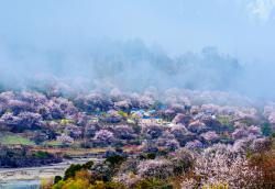 林芝天气未来15天