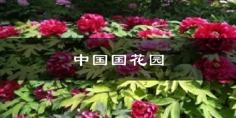 中国国花园气温