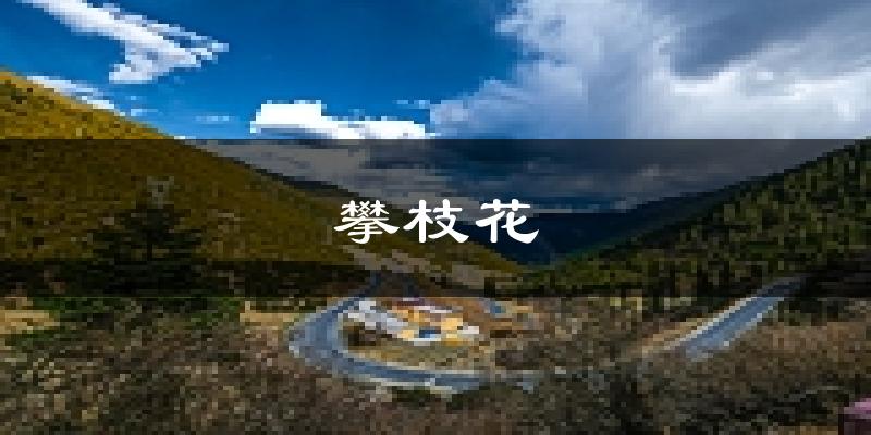 攀枝花天气预报未来一周
